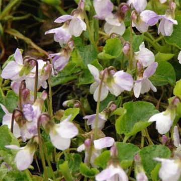 Viola odorata Mrs R Barton - Violeta