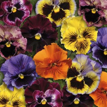 Viola Frizzle Sizzle F1 Mix - Violeta