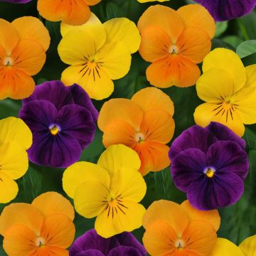 Viola cornuta Sorbet XP Harvest Mix - Violeta