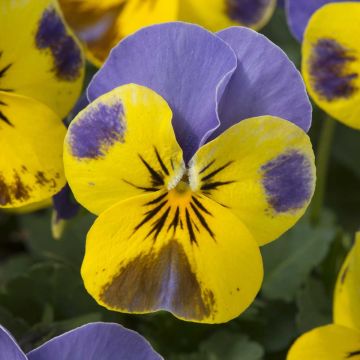 Viola cornuta Yellow Blue Jump-Up - Violeta