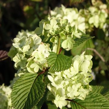 Viburnum plicatum Popcorn - Viburno de China