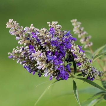 Vitex agnus-castus Blue Puffball - Sauzgatillo