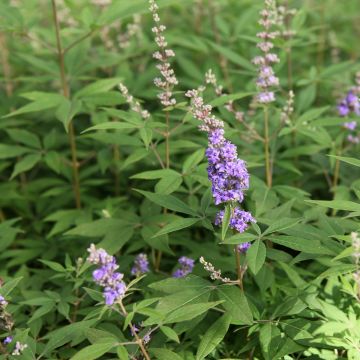 Vitex agnus-castus Queen Bee - Sauzgatillo