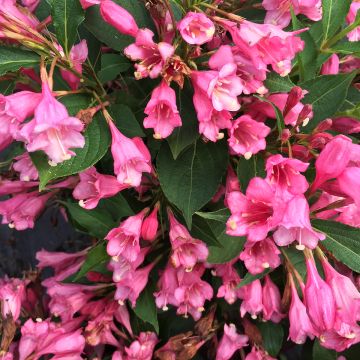 Weigela Colourtwist Twopink Weigela Colourtwist Twopink