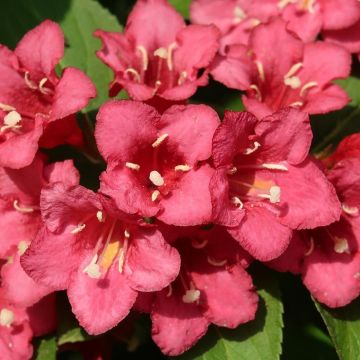 Weigela Eva Rathke - Veigela