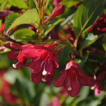Weigela Cherry Lace - Veigela