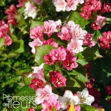 Weigela Carnaval - Veigela