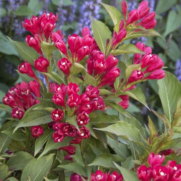 Weigela All Summer Red - Veigela