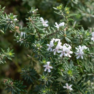 Westringia fruticosa Mundi - Romero australiano