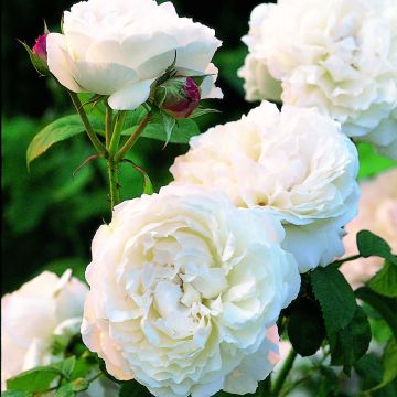 Rosal Winchester Cathedral