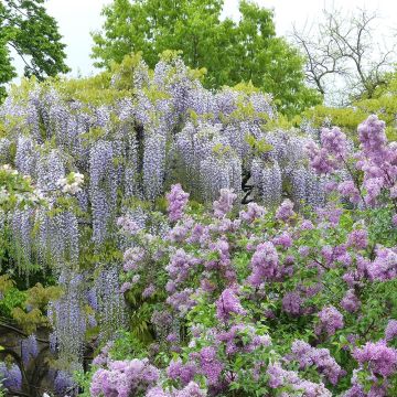 Wisteria floribunda Macrobotrys De Belder - Glicinia japonesa