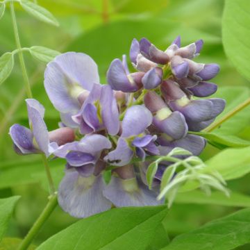 Wisteria frutescens Amethyst Falls - Glicina americana