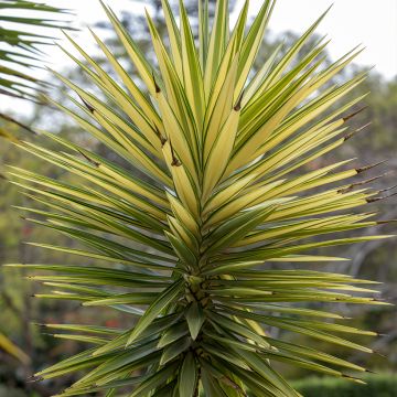 Yucca aloifolia Variegata - Yuca pinchuda