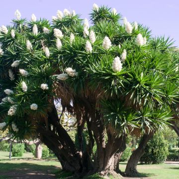 Yucca elephantipes - Yuca pie de elefante