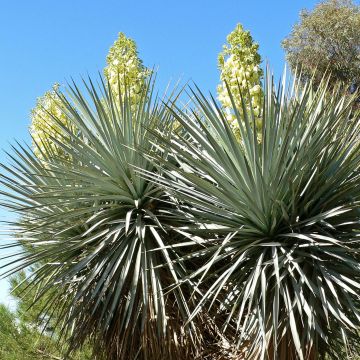Yucca rigida - Yuca rígida