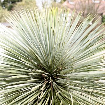 Yucca rostrata Sapphire Skies - Yuca rostrata