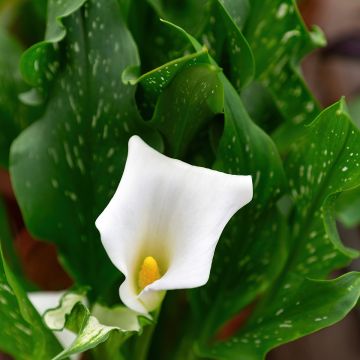 Zantedeschia aethiopica Prince Amaël - Cala Zantedeschia aethiopica Prince Amaël - Cala