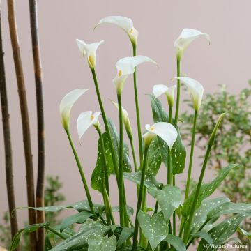Zantedeschia aethiopica Scented Lady - Cala