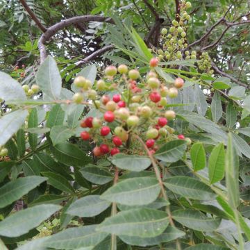 Zanthoxylum piperitum - Pimentero japonés Zanthoxylum piperitum - Pimentero japonés