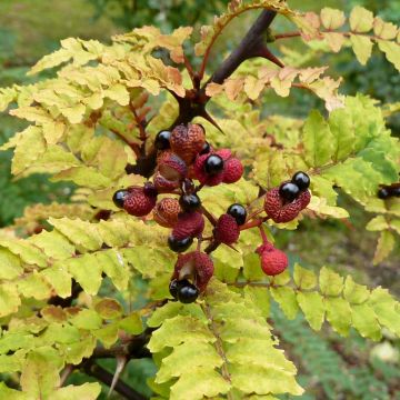 Zanthoxylum piperitum - Pimentero japonés