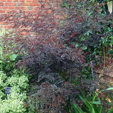 Zanthoxylum piperitum Black Magic - Pimentero japonés