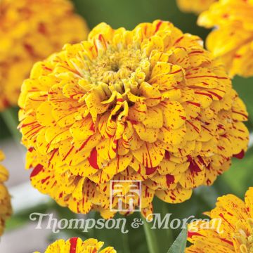 Zinnia Pop Art Golden & Red