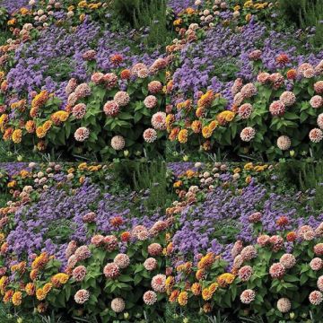 Zinnia Swizzle Mix