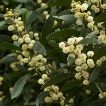 Acacia melanoxylon - Acacia negra