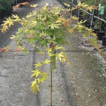 Acer palmatum Cascade Gold - Arce japonés