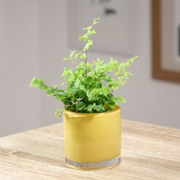 Culantrillo Fritz Lüthi - Adiantum raddianum