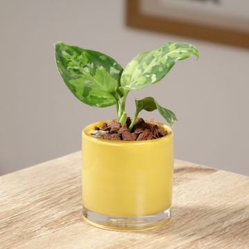 Aglaonema pictum Tricolor Aglaonema pictum Tricolor