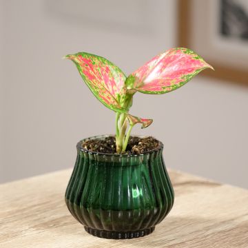 Aglaonema Red Valentine Aglaonema Red Valentine