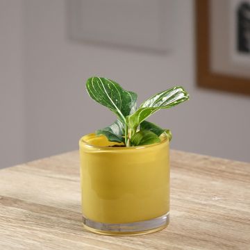 Aglaonema Toms Pride