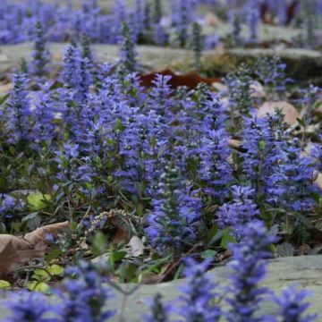 Ajuga reptans - Consuelda media