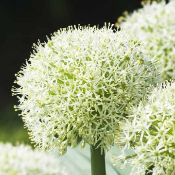 Allium karataviense Ivory Queen - Ajo decorativo