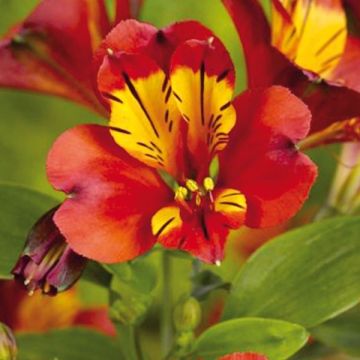 Alstroemeria Inca Pulse