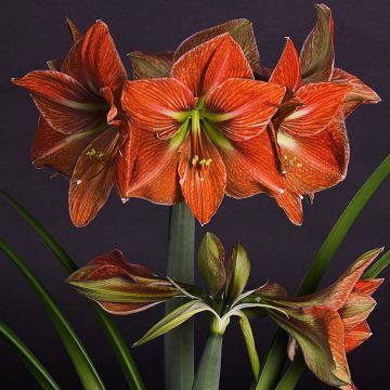 Amaryllis Terra Cotta - Hippeastrum Amaryllis Terra Cotta - Hippeastrum