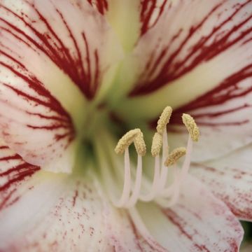 Amaryllis Hurricane - Hippeastrum Amaryllis Hurricane - Hippeastrum
