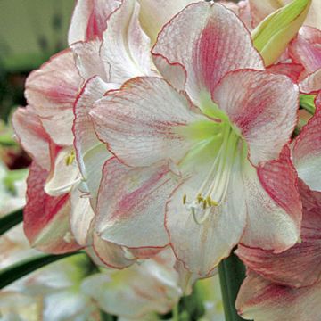 Amaryllis San Remo - Hippeastrum Amaryllis San Remo - Hippeastrum