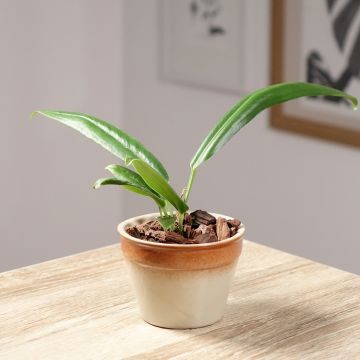 Anthurium bakeri Anthurium bakeri