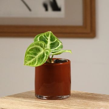Anthurium Crystal Hope - Anturio