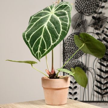 Anthurium magnificum - Anturio