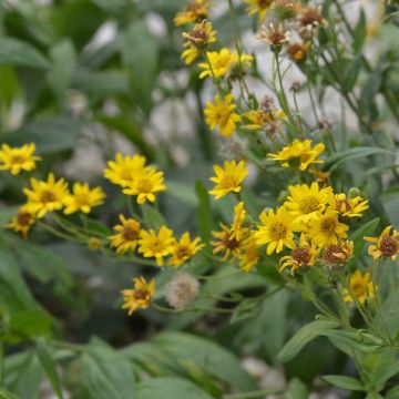 Arnica de montaña no tratada - Ferme de Sainte Marthe