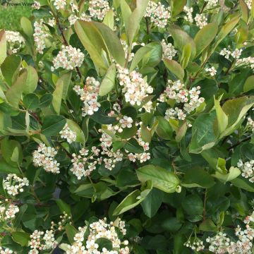 Chokeberry negro Revontuli Hedger - Aronia melanocarpa
