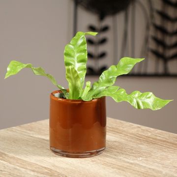 Helecho nido de ave Crispy Wave - Asplenium antiquum