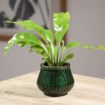 Helecho nido de ave - Asplenium antiquum