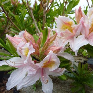 Azalea amarilla Irene Koster - Azalea x occidentale en macetas de 4L./5L.