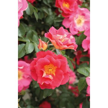 Rosal Climbing Max Bajazzo - Rosal trepador