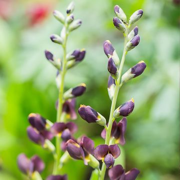 Baptisia Decadence Dark Chocolate