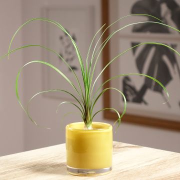 Beaucarnea recurvata - Nolina